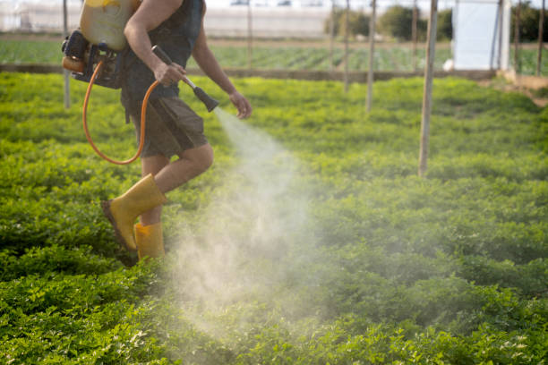 Best Affordable Pest Control Services  in Ringgold, LA