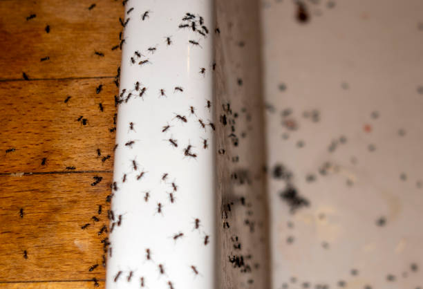Best Emergency Pest Control  in Ringgold, LA