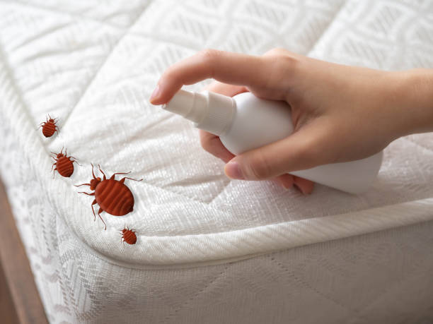 Best Cockroach Control Services  in Ringgold, LA