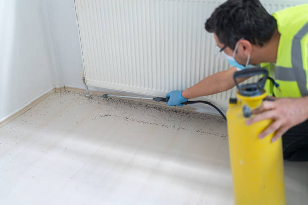 Best Insect Control  in Ringgold, LA