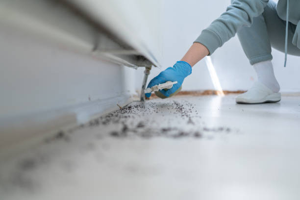 Best Rat Extermination Near Me  in Ringgold, LA