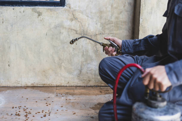 Best Ant Control Services  in Ringgold, LA