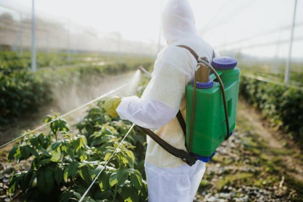 Best Pest Removal Services  in Ringgold, LA